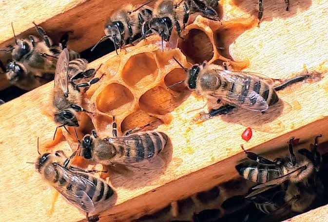 Wasps Extermination in Karachi